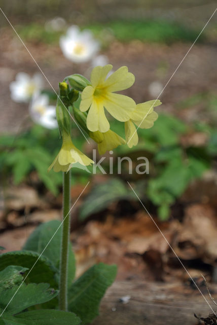 Oxlip (Primula elatior)