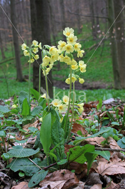 Oxlip (Primula elatior)