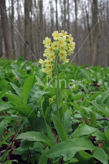 Oxlip (Primula elatior)