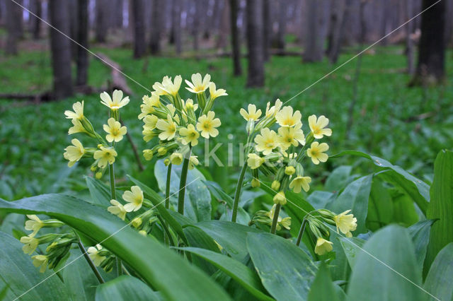 Oxlip (Primula elatior)