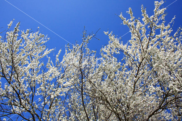 Sleedoorn (Prunus spinosa)