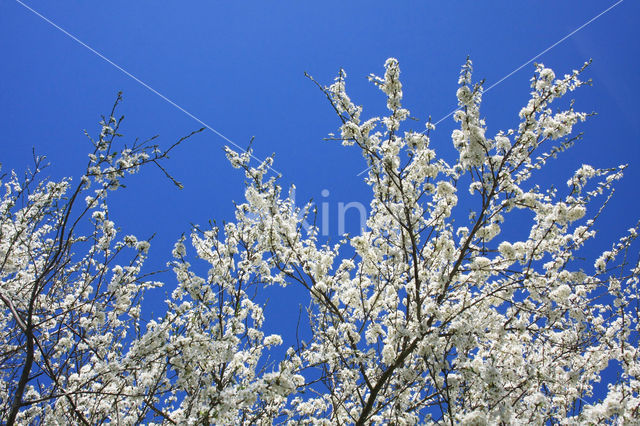 Sleedoorn (Prunus spinosa)