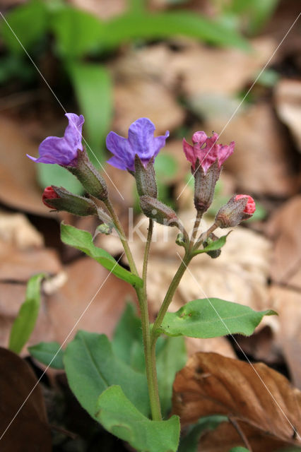 Mountain Lungwort (Pulmonaria montana)