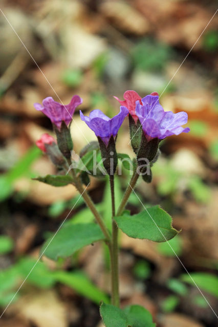 Mountain Lungwort (Pulmonaria montana)