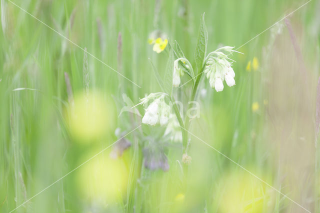 Smeerwortel (Symphytum spec.)