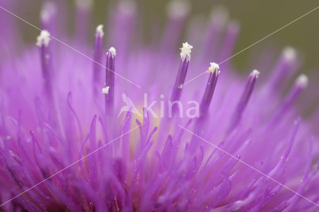 Spaanse ruiter (Cirsium dissectum)