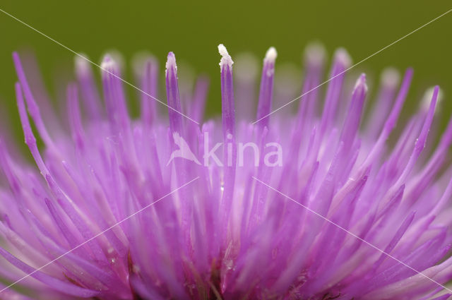 Meadow Thistle (Cirsium dissectum)