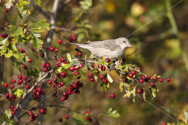 Barred Warbler (Sylvia nisoria)