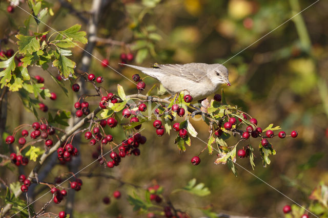 Barred Warbler (Sylvia nisoria)