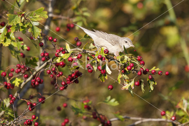 Barred Warbler (Sylvia nisoria)