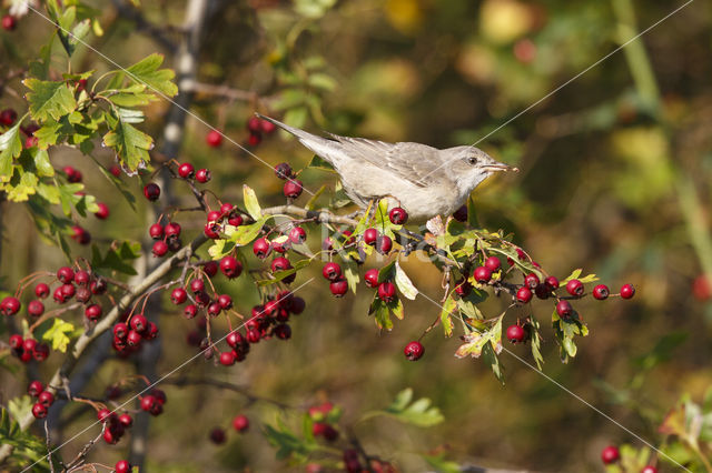 Barred Warbler (Sylvia nisoria)