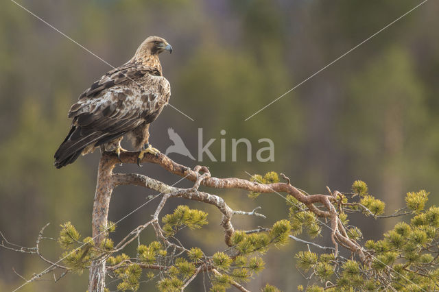 Golden Eagle (Aquila chrysaetos)