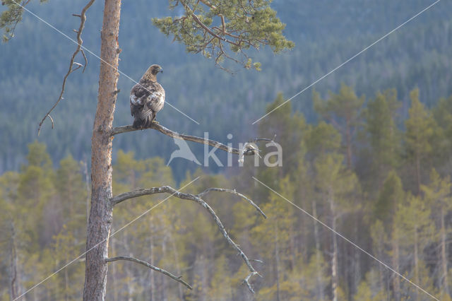 Steenarend (Aquila chrysaetos)