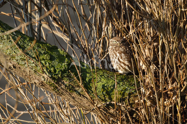 Little Owl (Athene noctua)