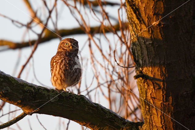 Steenuil (Athene noctua)