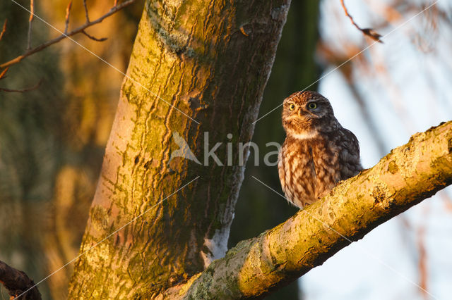 Little Owl (Athene noctua)