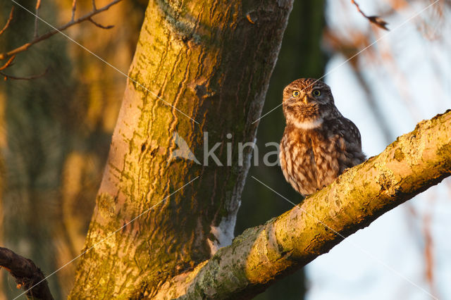 Steenuil (Athene noctua)