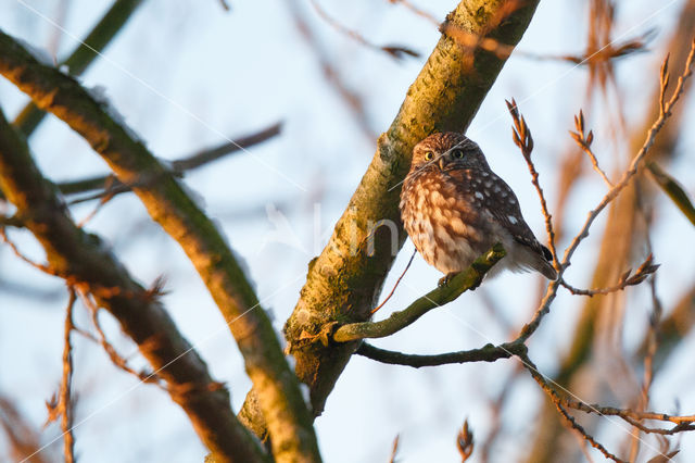 Little Owl (Athene noctua)