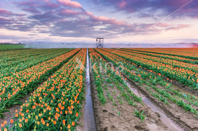 Tulip (Tulipa)