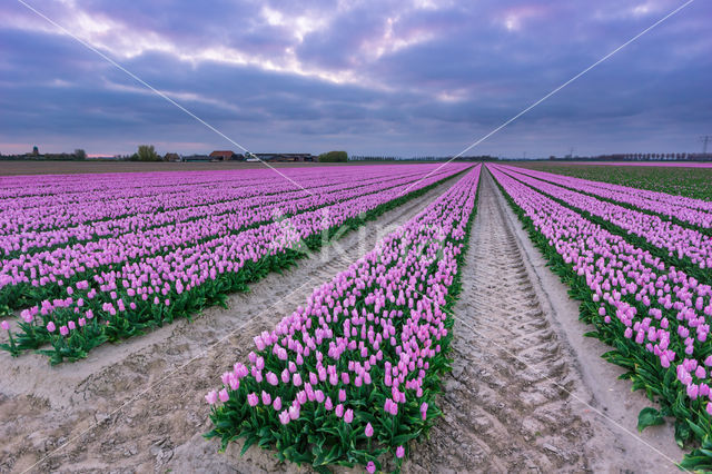 Tulip (Tulipa)