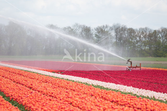 Tulip (Tulipa)