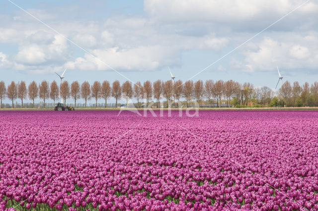 Tulip (Tulipa)