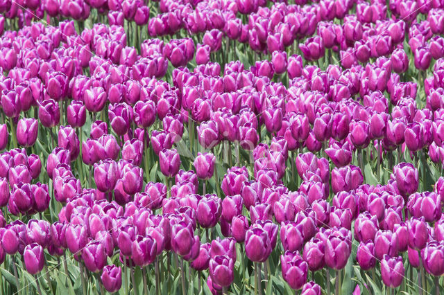 Tulp (Tulipa)