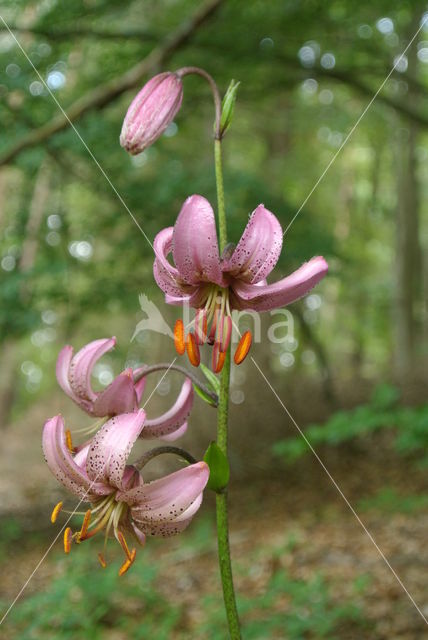 Turkse lelie (Lilium martagon)