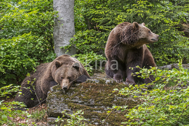 Ursus arctos arctos
