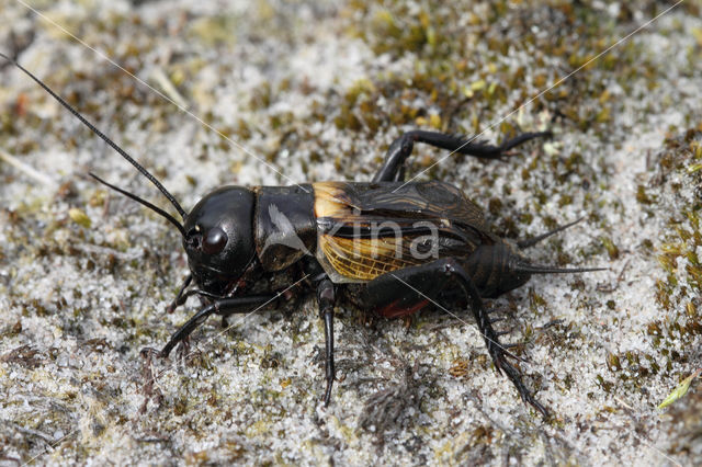 Veldkrekel (Gryllus campestris)