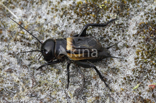 Veldkrekel (Gryllus campestris)