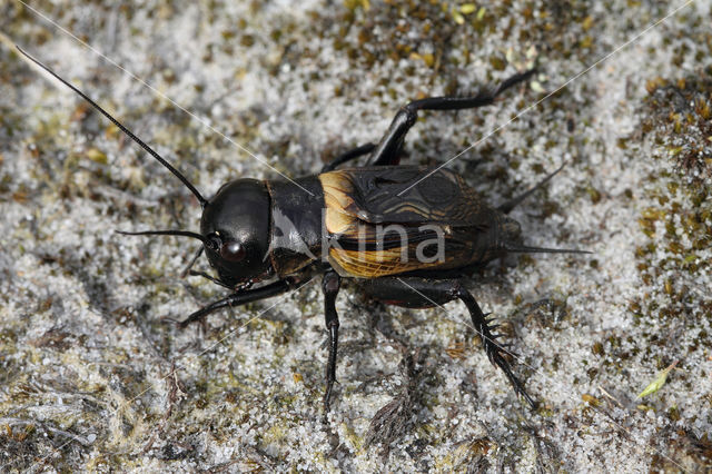 Field-cricket (Gryllus campestris)