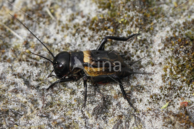 Veldkrekel (Gryllus campestris)