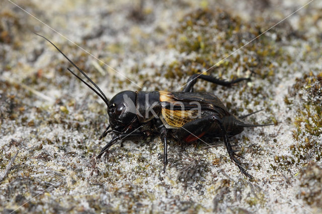 Veldkrekel (Gryllus campestris)