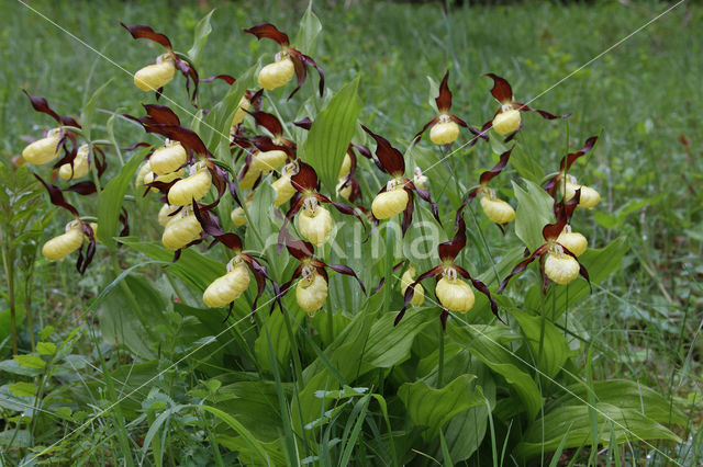 Lady's slipper (Cypripedium calceolus)