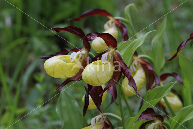 Lady's slipper (Cypripedium calceolus)