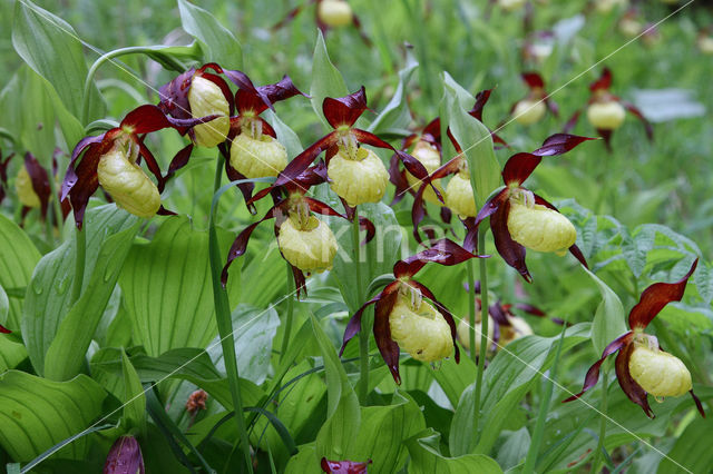 Lady's slipper (Cypripedium calceolus)