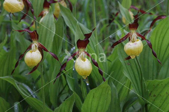 Lady's slipper (Cypripedium calceolus)