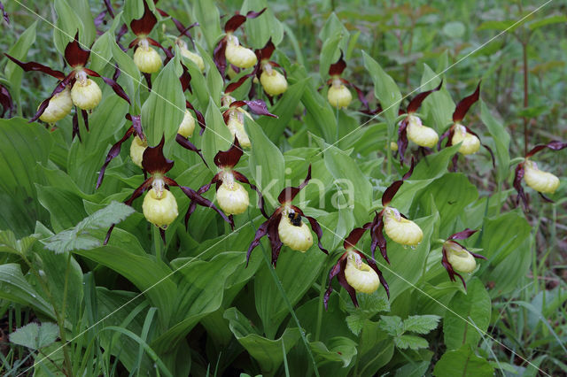 Lady's slipper (Cypripedium calceolus)