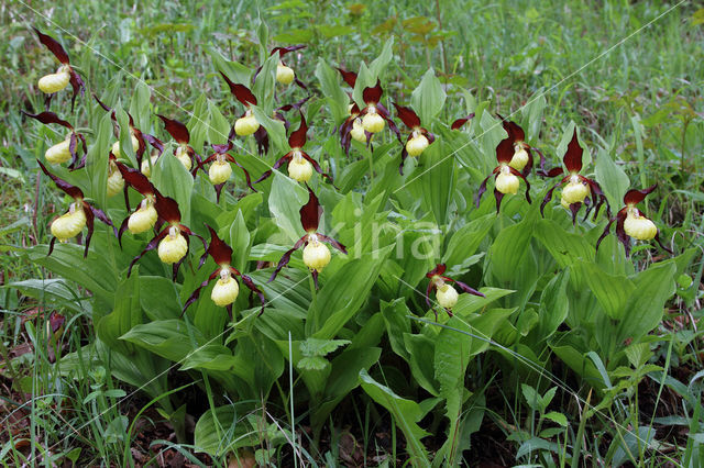 Lady's slipper (Cypripedium calceolus)