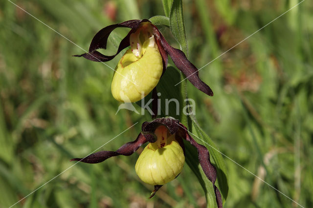 Lady's slipper (Cypripedium calceolus)