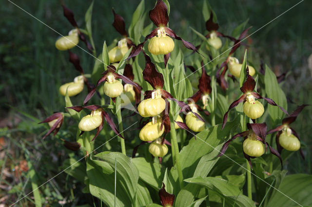 Lady's slipper (Cypripedium calceolus)