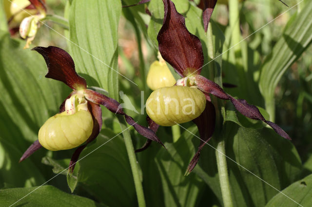 Lady's slipper (Cypripedium calceolus)