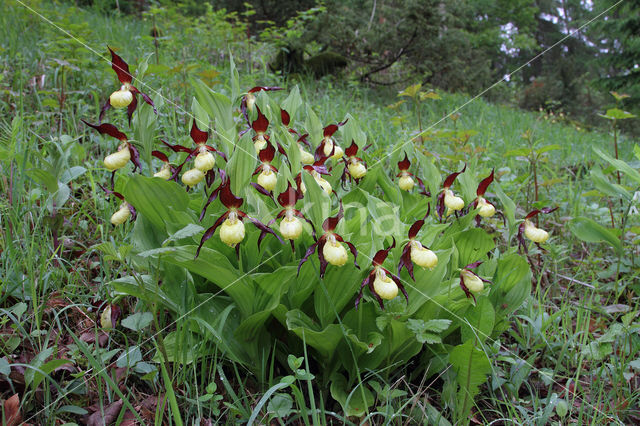 Lady's slipper (Cypripedium calceolus)