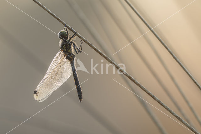 White-faced Darter (Leucorrhinia dubia)