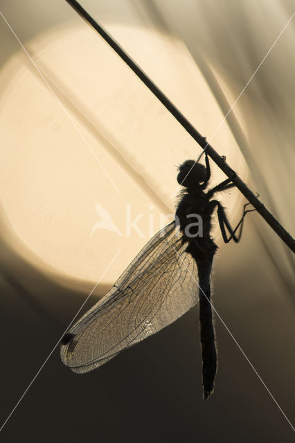 White-faced Darter (Leucorrhinia dubia)