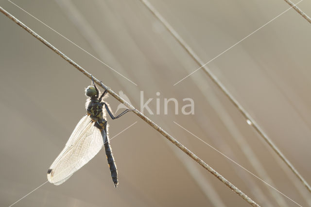 White-faced Darter (Leucorrhinia dubia)