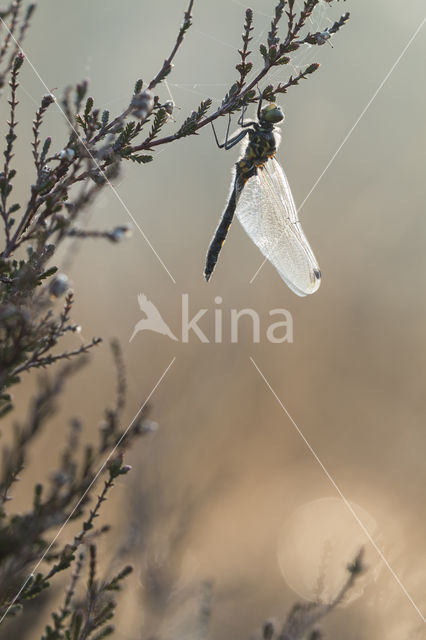 White-faced Darter (Leucorrhinia dubia)