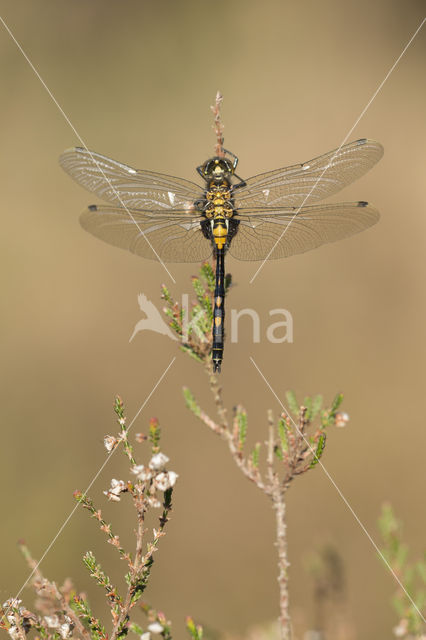White-faced Darter (Leucorrhinia dubia)