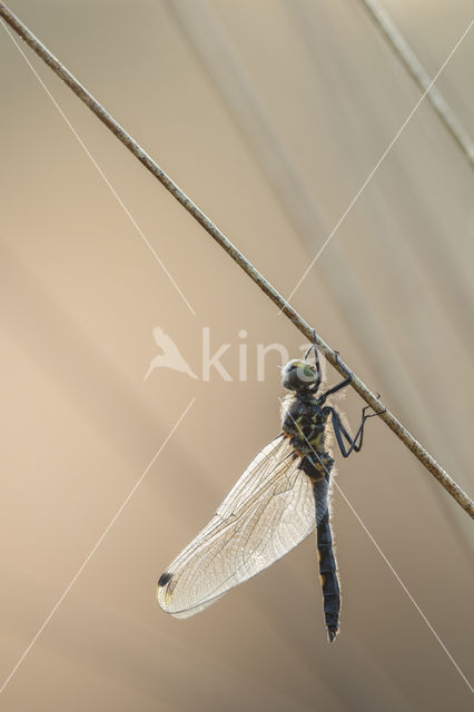 White-faced Darter (Leucorrhinia dubia)